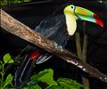 Keel-billed Toucan - Macaw Mountain Bird Park - Copan Ruinas, Honduras